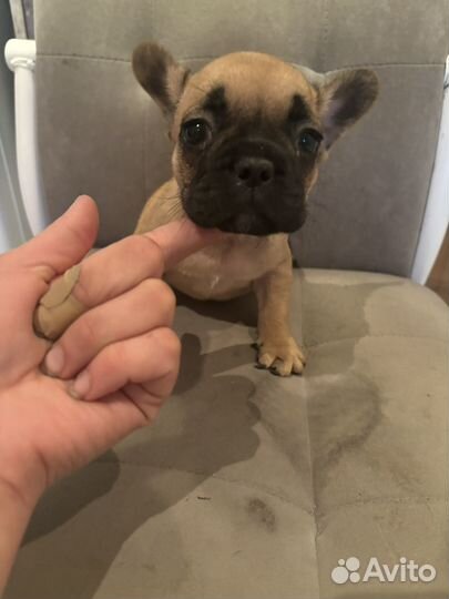 Щенки французского бульдога