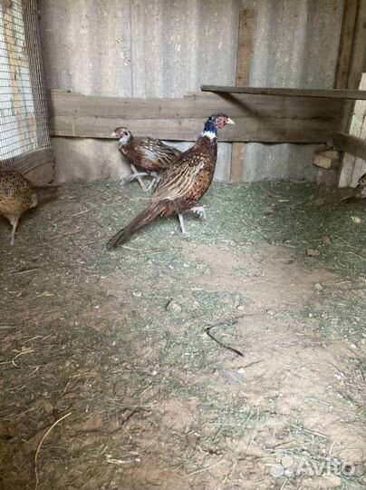 Фазан охотничий