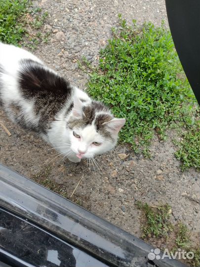 Продали дом, выкинули домашнюю кошку