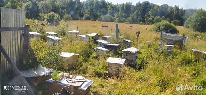 Лесной Мед с личной пасеки Галичского района 2024