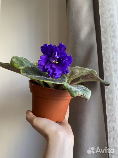 Крупная сортовая фиалка спорт «Бегущая по волнам»