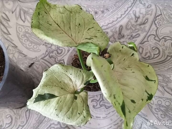 Сингониум серый призрак