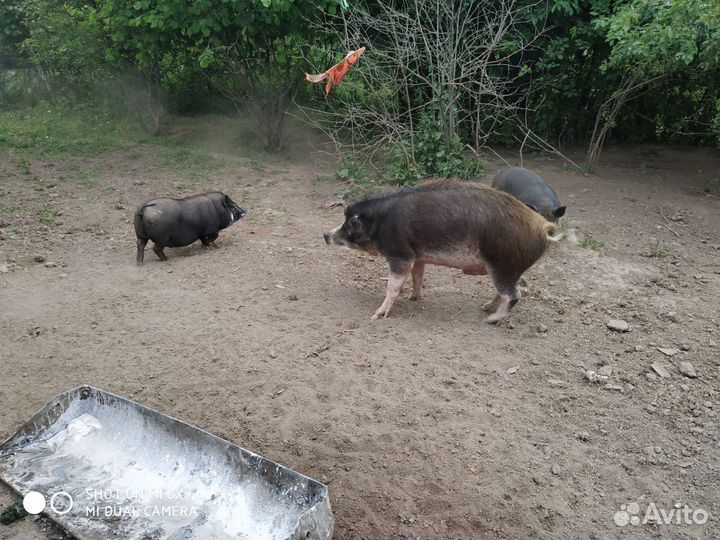 Мясо кабана