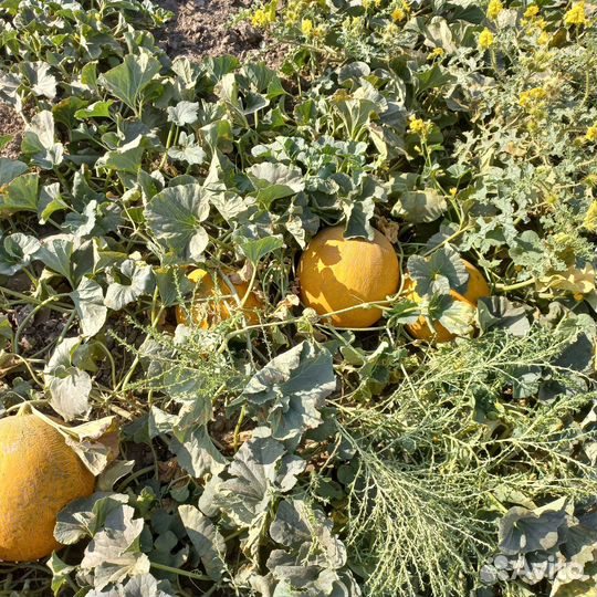 Дыня оптом лада и надежда