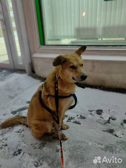 Собаки бесплатно