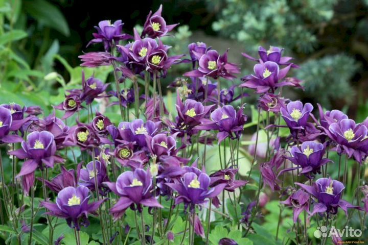 Многолетники Аквилегия