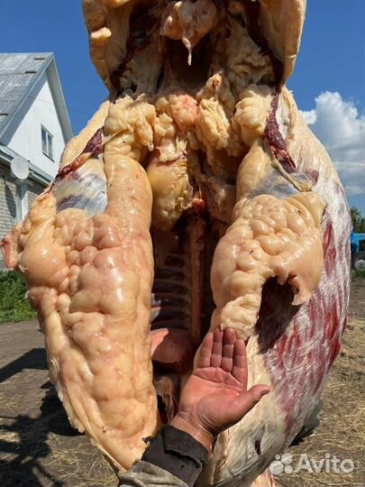 Мясо конина