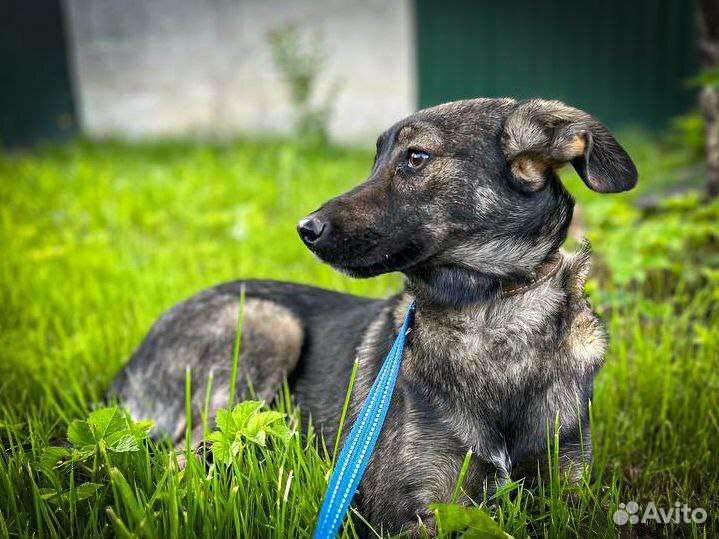 Щенки в добрые руки