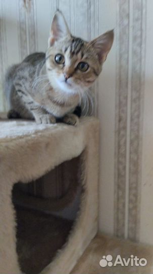 Котики ищут добрые руки