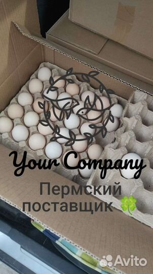 Инкубационное яйцо бройлера. Цыплята