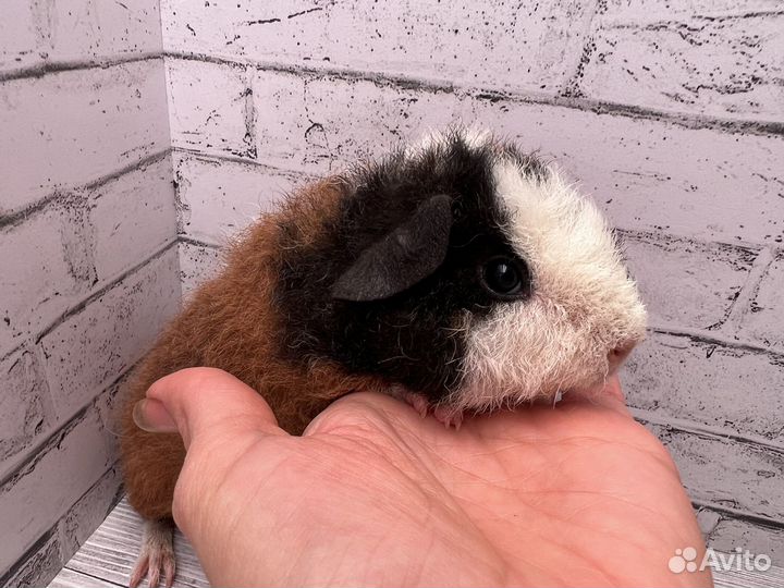 Морская свинка американский тедди, мальчик