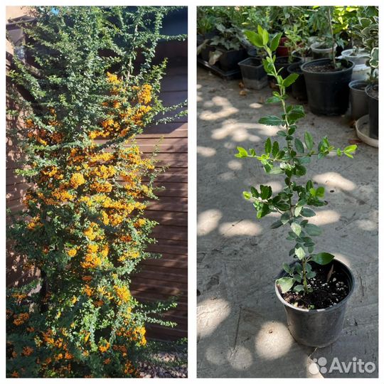 Кустарники