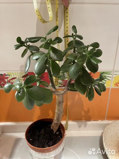 Крассула хоббит и толстянка