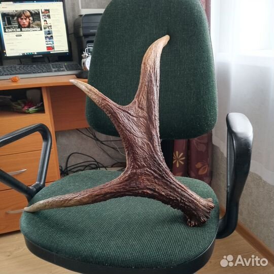 Лосиные рога