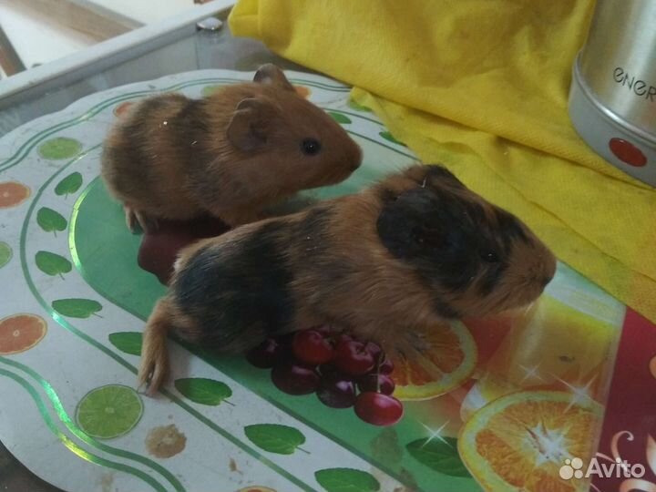 Морская свинка