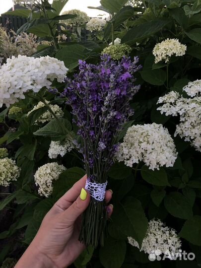 Букет лаванды