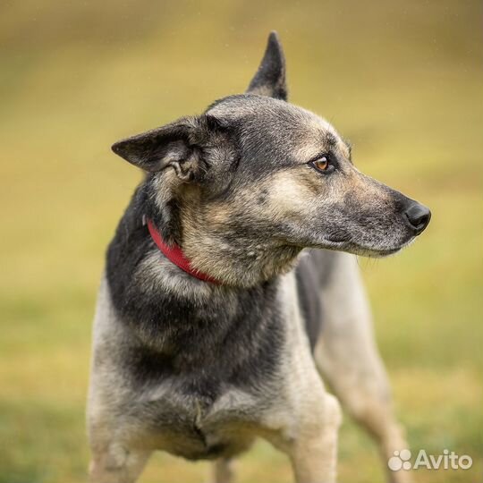 Ищу дом собаке