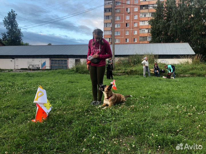 Выгул собак