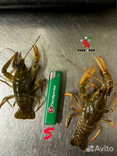 Сочные раки от 3 кг