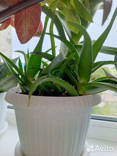 Сансевиерия, алоэ, рео, кактус