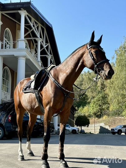 Лошадь в аренду с тренером