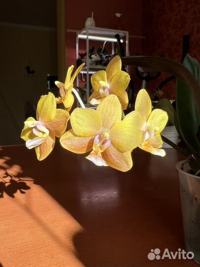 Орхидея фаленопсис