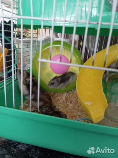 Джунгарский хомяк