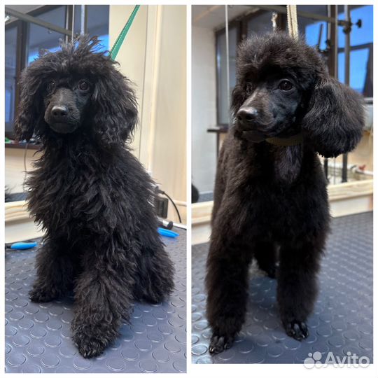 Груминг, стрижка, вычесывание собак и кошек