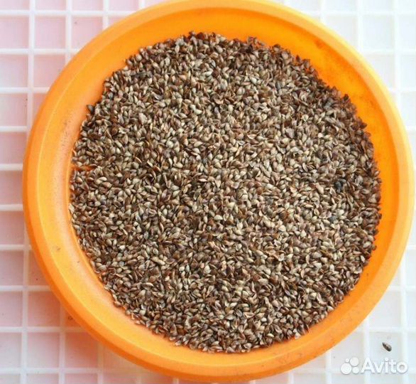 Семена сосны опт