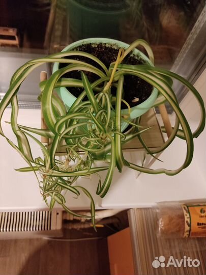 Бони кучерявый