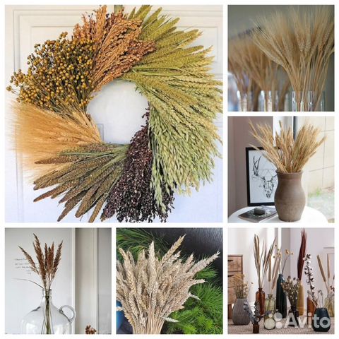 Сухоцветы в пучках