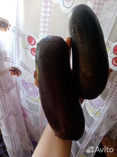 Баклажан бабушкин семена