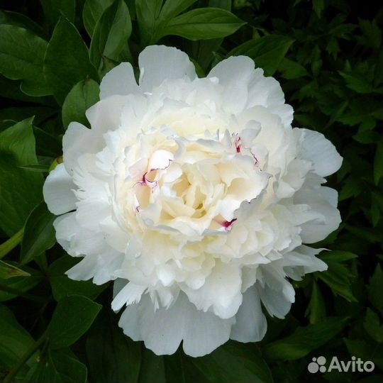 Сортовые пионы, излишки