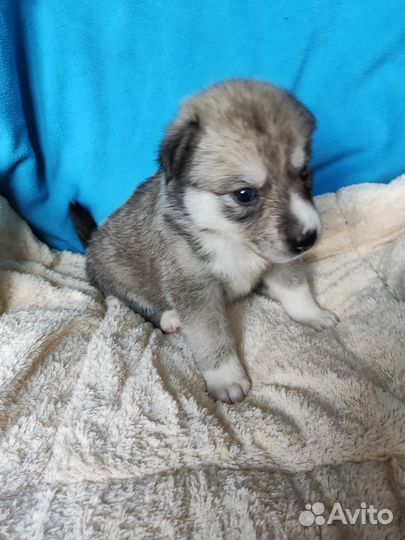 Щенки метисы хаски