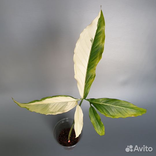 Сингониум ангустатум вариегатный