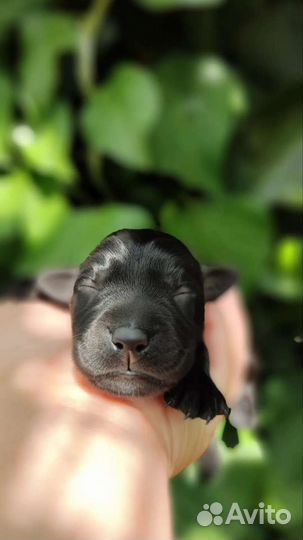 Щенки лабрадора подарок,лучший друг