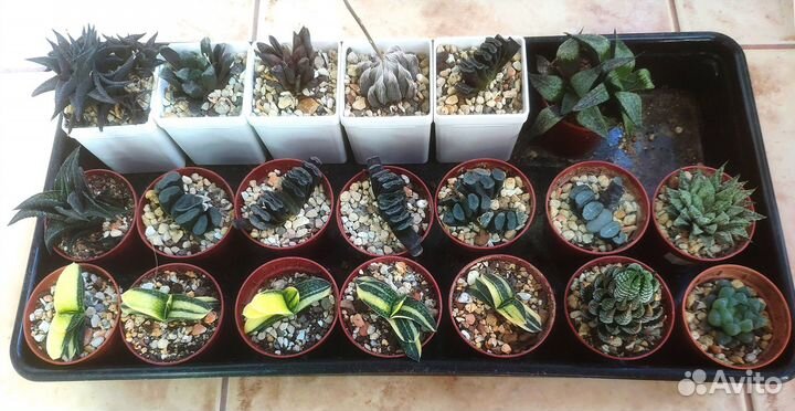 Хавортии коллекционные