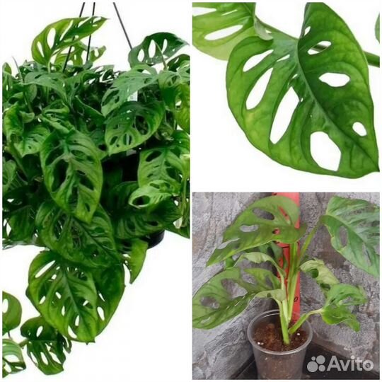 Ампельные вьющиеся лианы