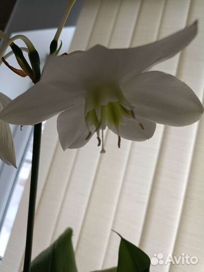 Эухарис, бегония, монстера