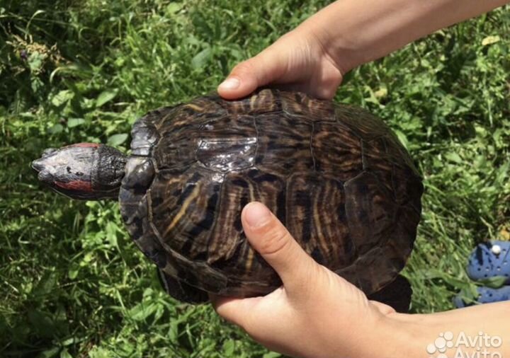 Аренда экзотических животных