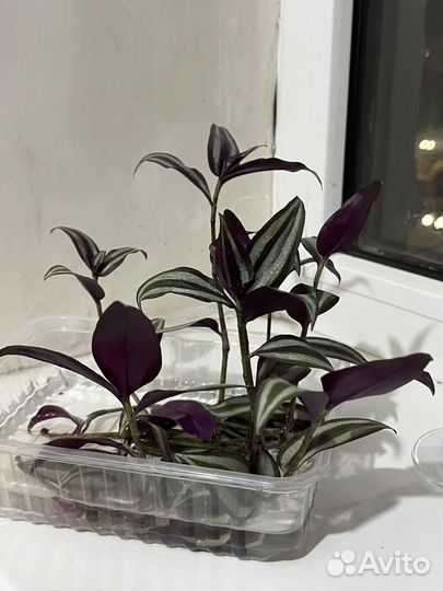 Традесканция