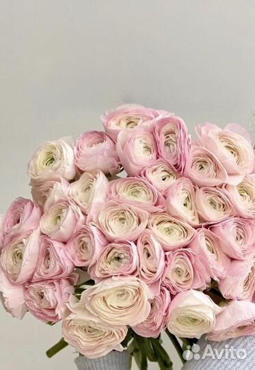 Ранункулюс