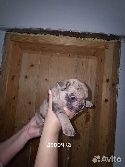 Французский бульдог