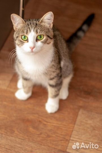 Хасик - идеальный кот