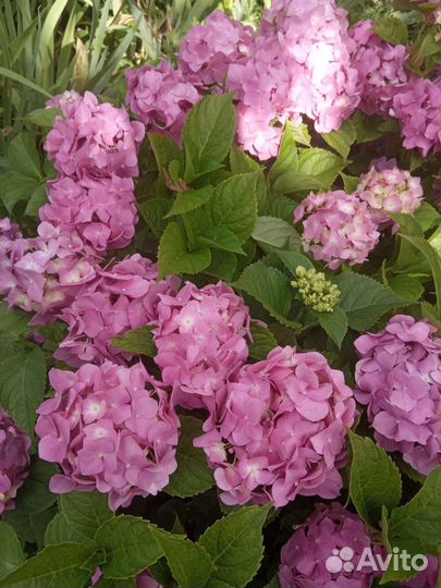 Растения для сада. Часть 1