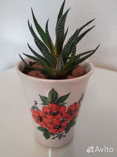 Суккуленты Хавортия