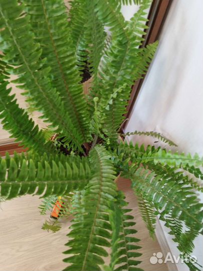 Папоротник