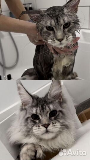 Стрижка ваших питомцев/груминг/экспресс-линьки