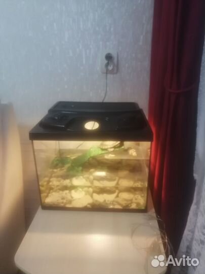 Аквариум для красноухой черепахи
