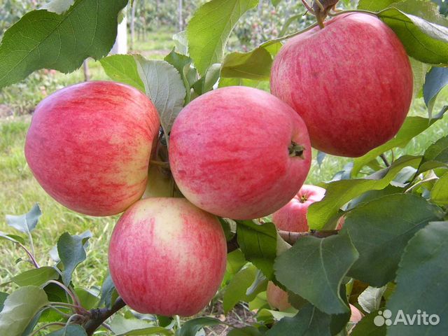 Саженцы плодовых деревьев